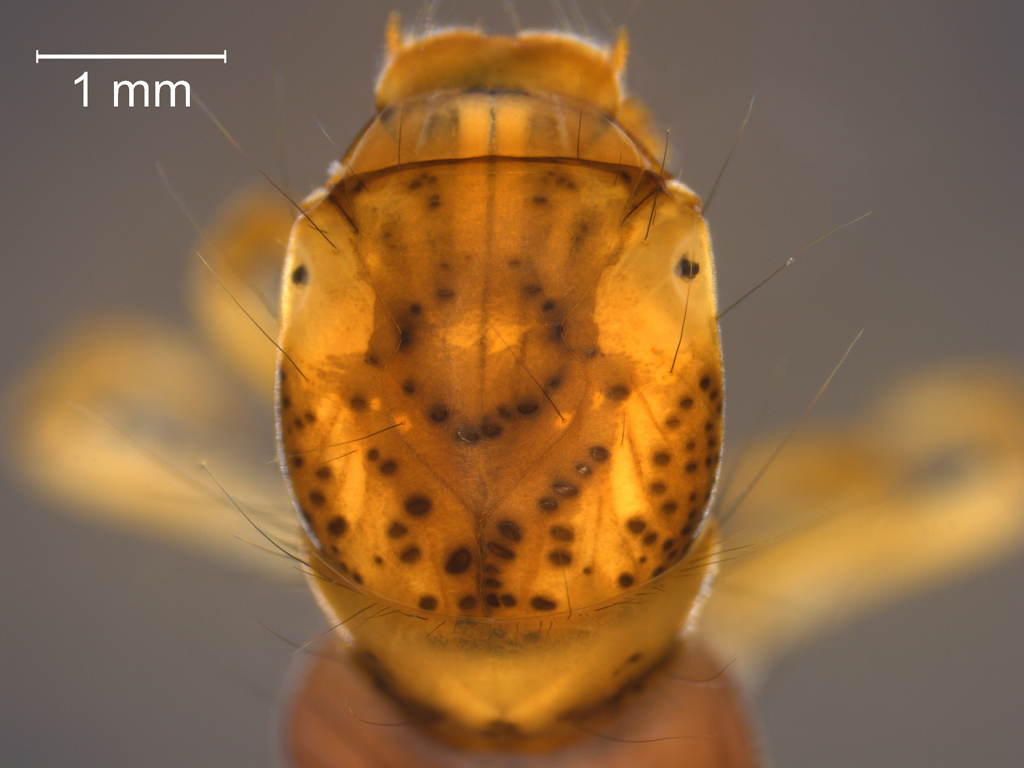 Plectrocnemia conspersa